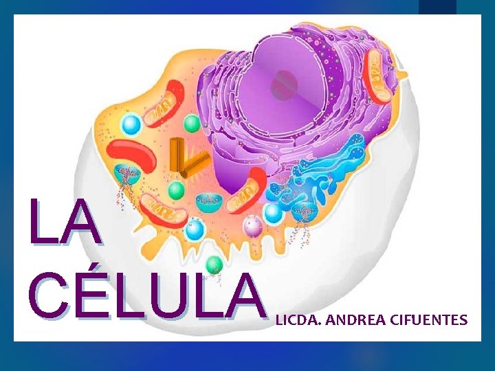 LA CÉLULA LICDA. ANDREA CIFUENTES 