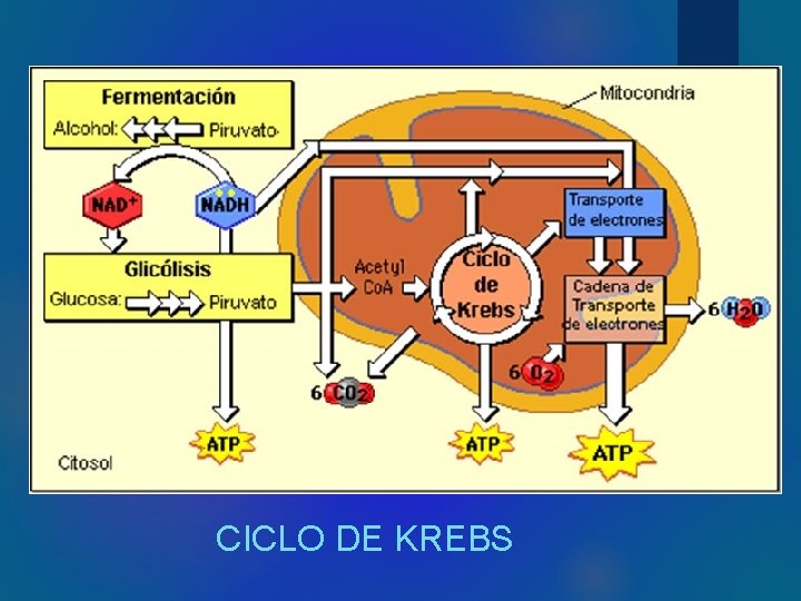 CICLO DE KREBS 