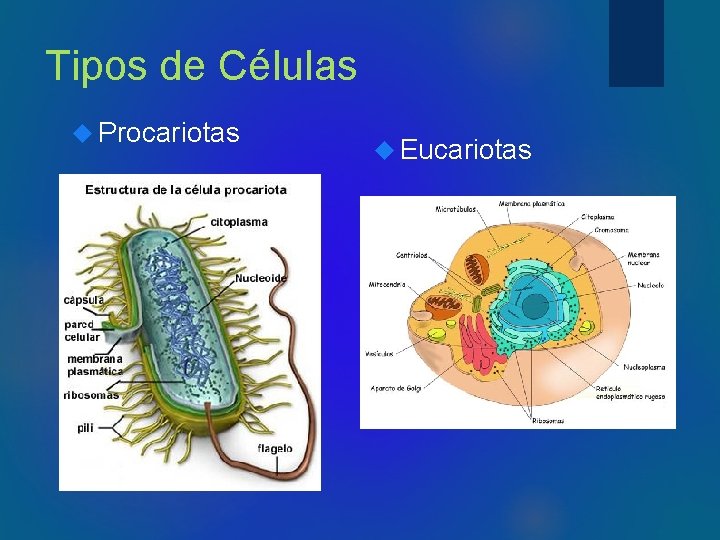 Tipos de Células Procariotas Eucariotas 