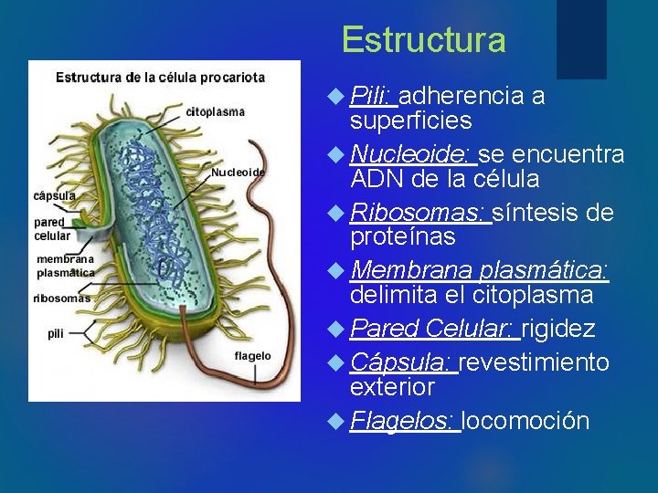 Estructura Pili: adherencia a superficies Nucleoide: se encuentra ADN de la célula Ribosomas: síntesis