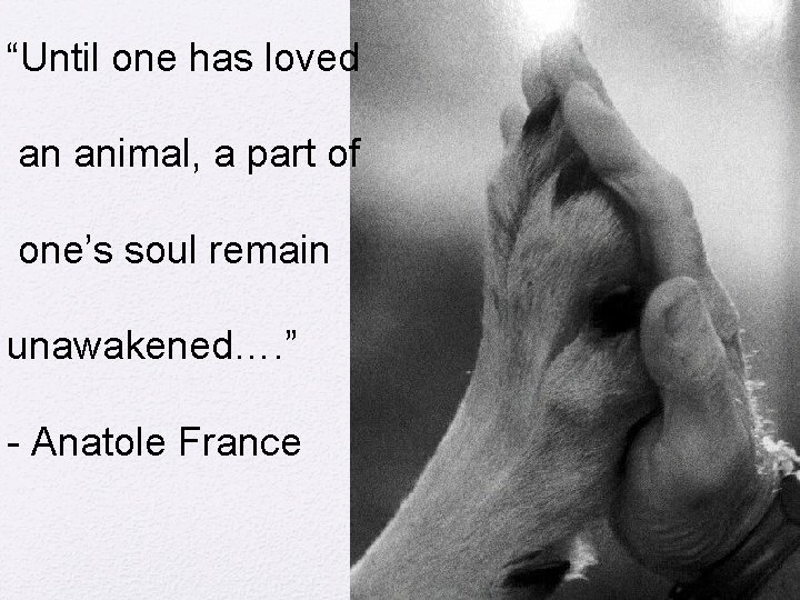 “Until one has loved an animal, a part of one’s soul remain unawakened…. ”