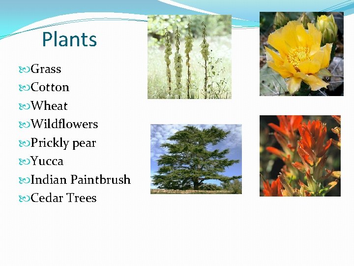 Plants Grass Cotton Wheat Wildflowers Prickly pear Yucca Indian Paintbrush Cedar Trees 