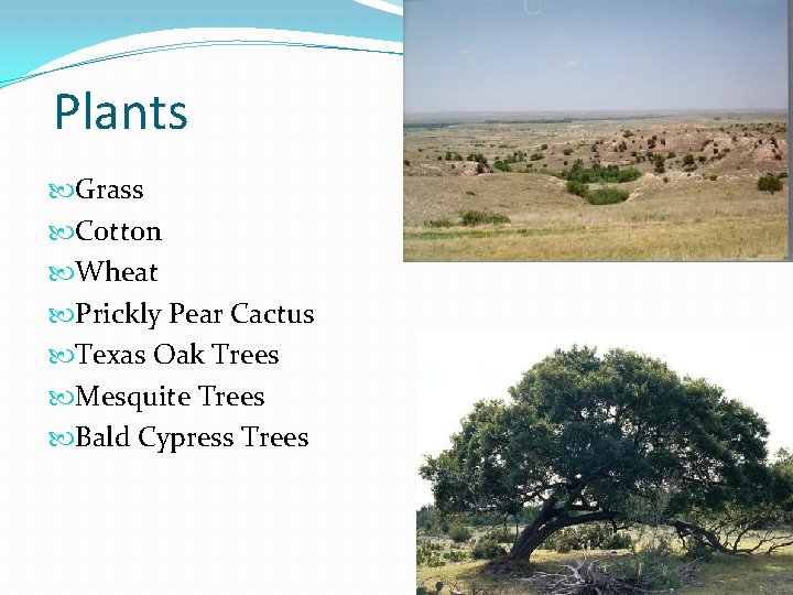 Plants Grass Cotton Wheat Prickly Pear Cactus Texas Oak Trees Mesquite Trees Bald Cypress
