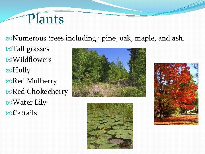 Plants Numerous trees including : pine, oak, maple, and ash. Tall grasses Wildflowers Holly