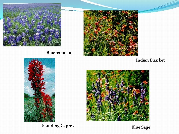 Bluebonnets Indian Blanket Standing Cypress Blue Sage 