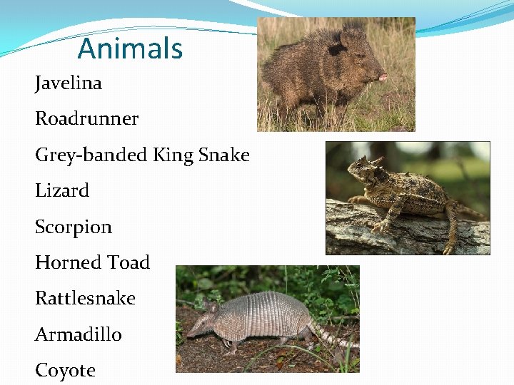 Animals Javelina Roadrunner Grey-banded King Snake Lizard Scorpion Horned Toad Rattlesnake Armadillo Coyote 