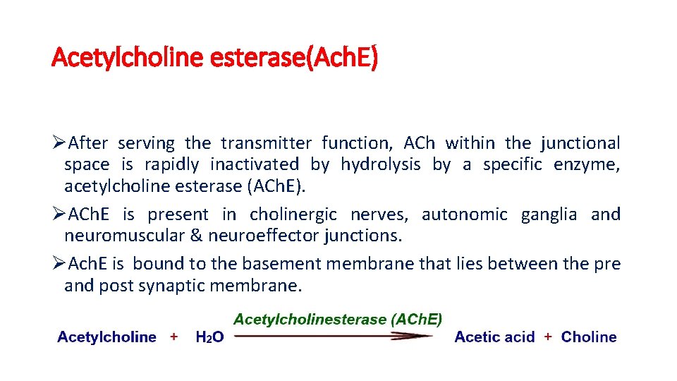 Acetylcholine esterase(Ach. E) ØAfter serving the transmitter function, ACh within the junctional space is