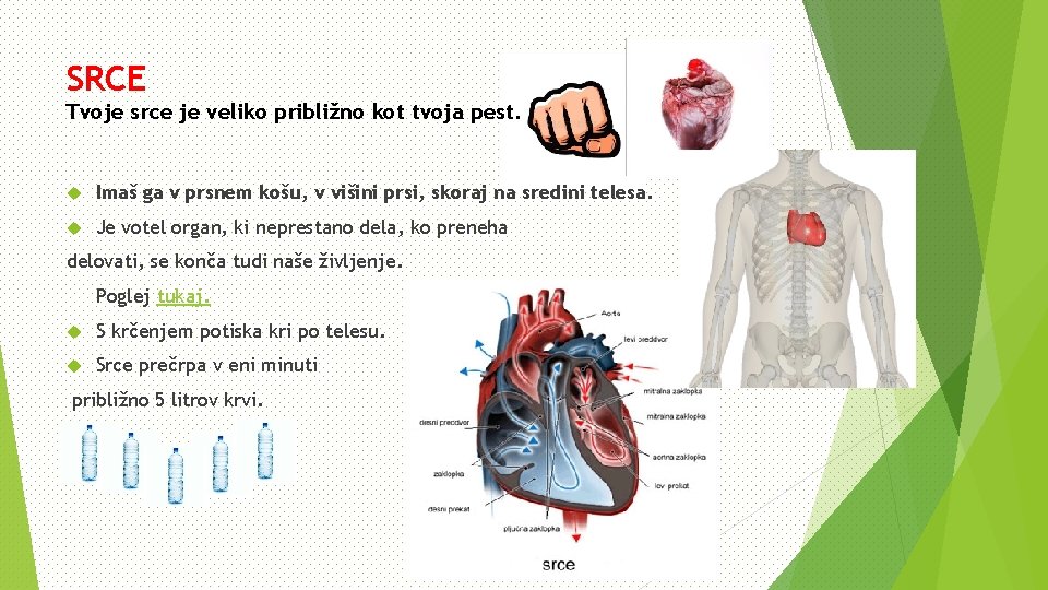 SRCE Tvoje srce je veliko približno kot tvoja pest. Imaš ga v prsnem košu,