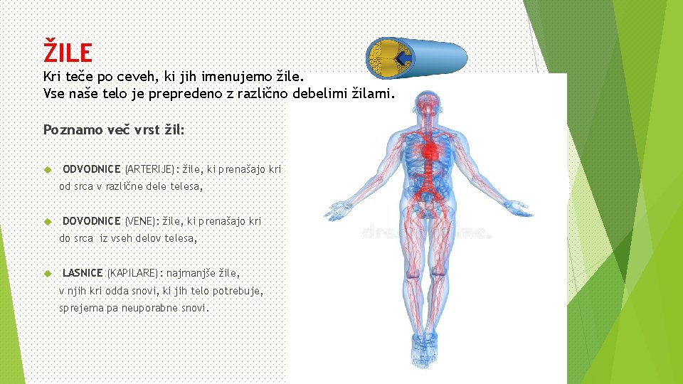 ŽILE Kri teče po ceveh, ki jih imenujemo žile. Vse naše telo je prepredeno