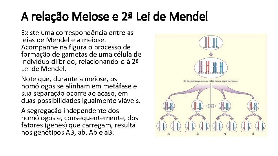 A relação Meiose e 2ª Lei de Mendel Existe uma correspondência entre as leias
