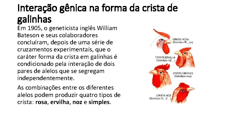 Interação gênica na forma da crista de galinhas Em 1905, o geneticista inglês William