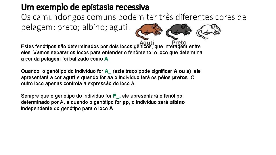 Um exemplo de epistasia recessiva Os camundongos comuns podem ter três diferentes cores de