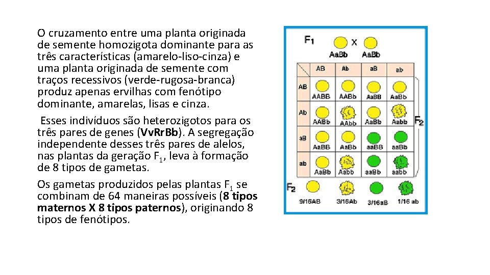O cruzamento entre uma planta originada de semente homozigota dominante para as três características