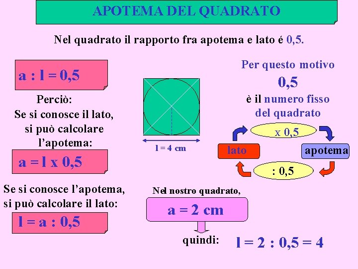 APOTEMA DEL QUADRATO Nel quadrato il rapporto fra apotema e lato é 0, 5.