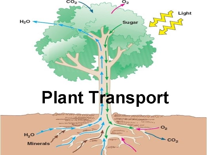 Plant Transport 