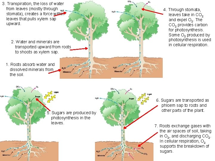 3. Transpiration, the loss of water from leaves (mostly through stomata), creates a force