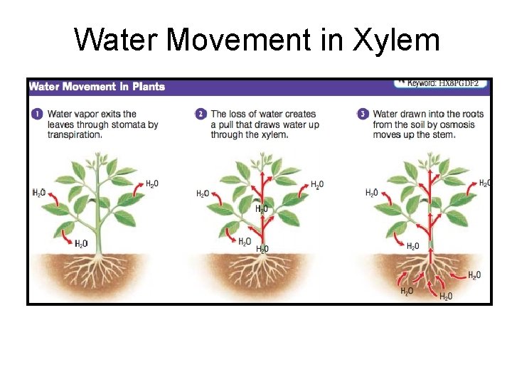 Water Movement in Xylem 