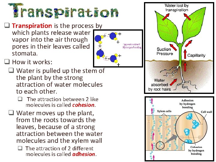 q Transpiration is the process by which plants release water vapor into the air