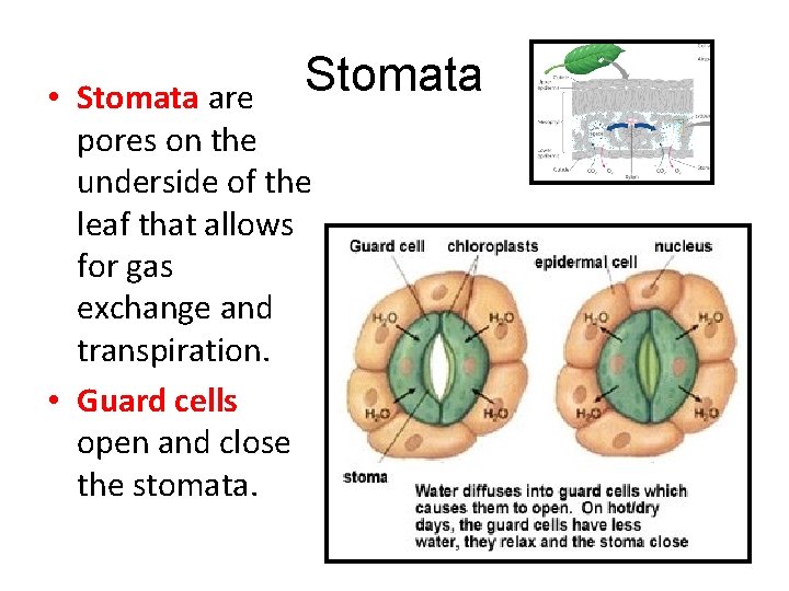 Stomata • Stomata are pores on the underside of the leaf that allows for