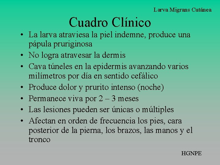 Larva Migrans Cutánea Cuadro Clínico • La larva atraviesa la piel indemne, produce una