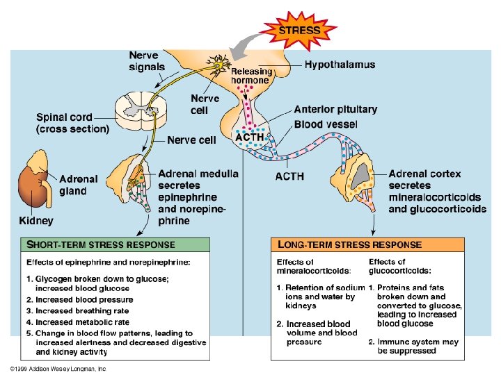 Adrenal Gland Stress 