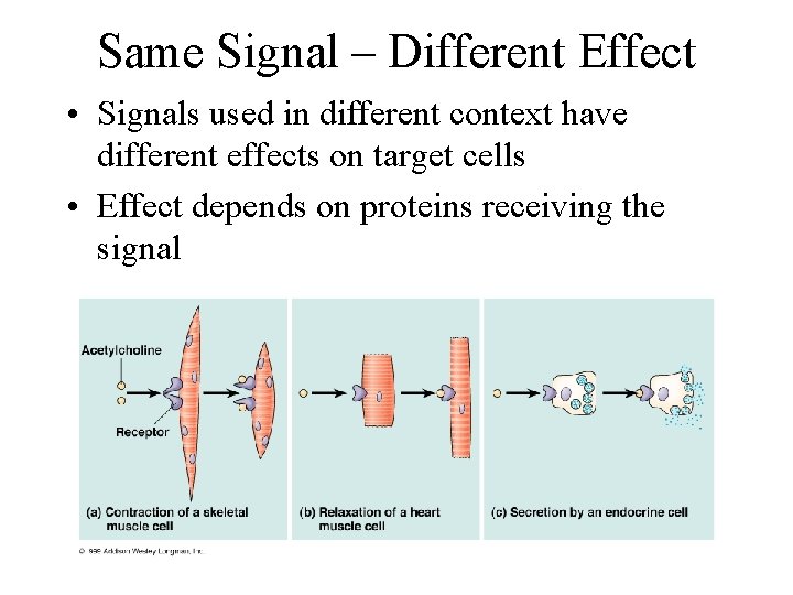 Same Signal – Different Effect • Signals used in different context have different effects