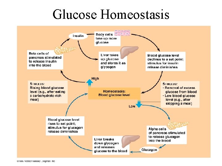 Glucose Homeostasis 