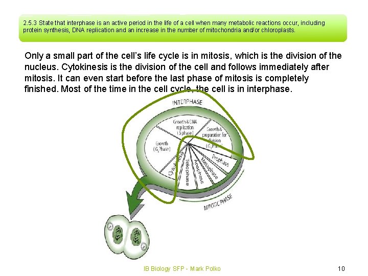 2. 5. 3 State that interphase is an active period in the life of