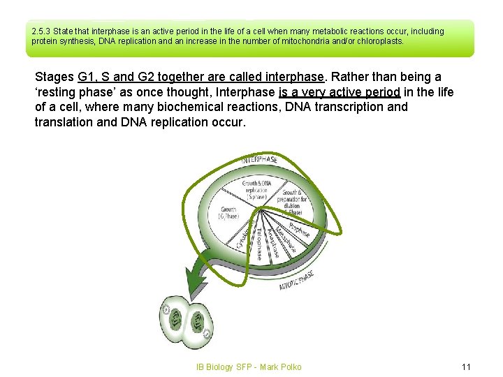 2. 5. 3 State that interphase is an active period in the life of