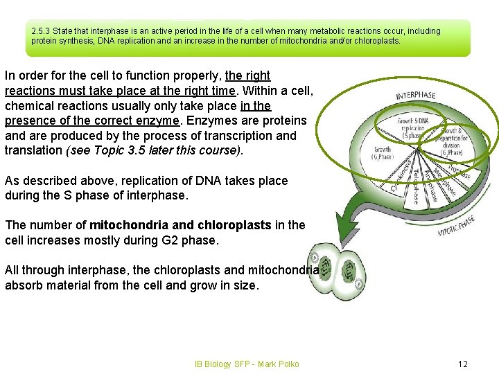 2. 5. 3 State that interphase is an active period in the life of