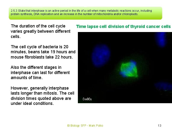 2. 5. 3 State that interphase is an active period in the life of