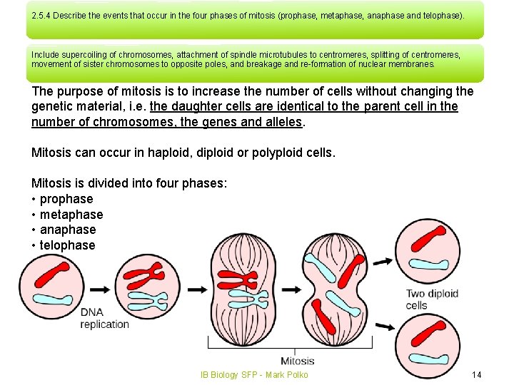2. 5. 4 Describe the events that occur in the four phases of mitosis