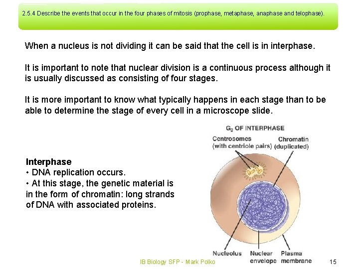 2. 5. 4 Describe the events that occur in the four phases of mitosis