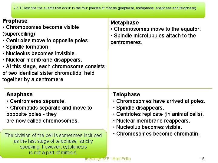 2. 5. 4 Describe the events that occur in the four phases of mitosis