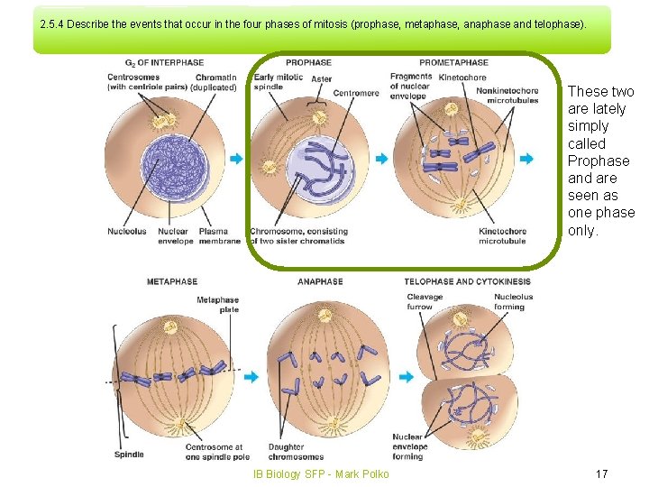 2. 5. 4 Describe the events that occur in the four phases of mitosis