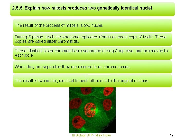 2. 5. 5 Explain how mitosis produces two genetically identical nuclei. The result of