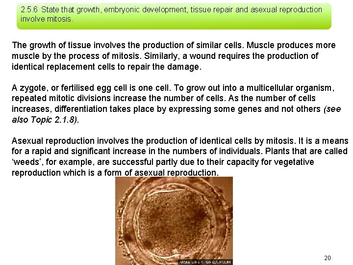 2. 5. 6 State that growth, embryonic development, tissue repair and asexual reproduction involve