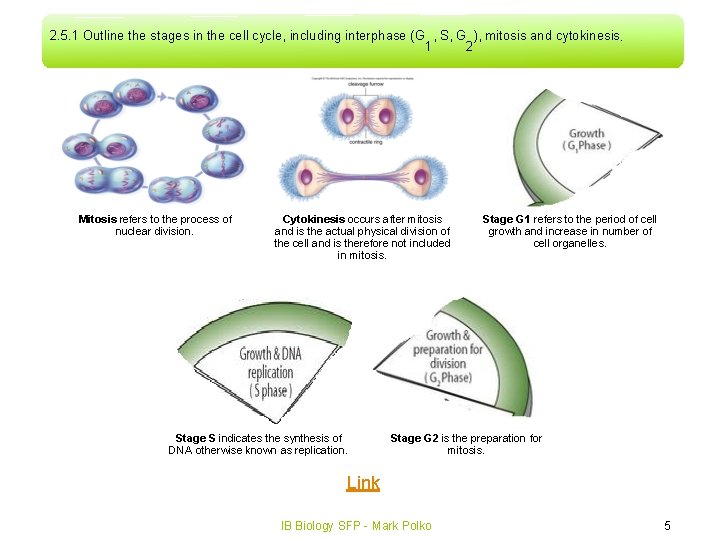 2. 5. 1 Outline the stages in the cell cycle, including interphase (G ,
