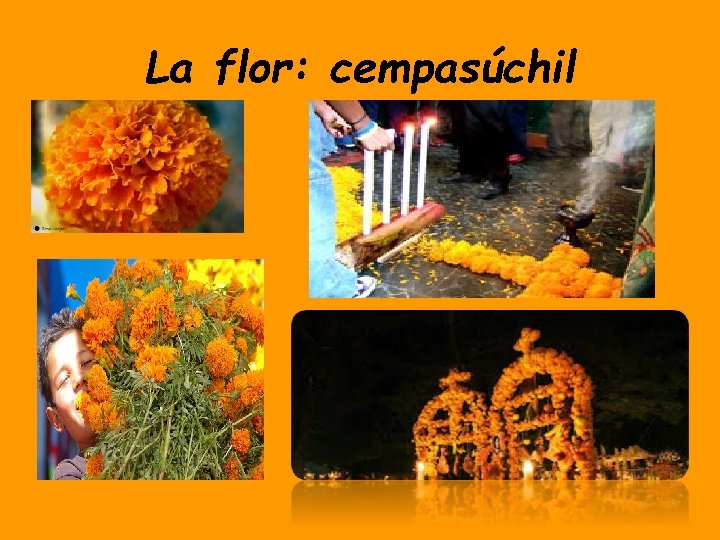 La flor: cempasúchil 