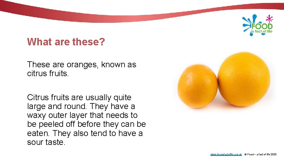 What are these? These are oranges, known as citrus fruits. Citrus fruits are usually