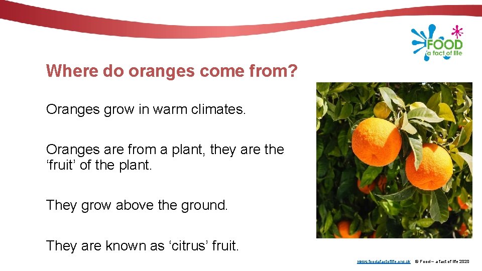 Where do oranges come from? Oranges grow in warm climates. Oranges are from a