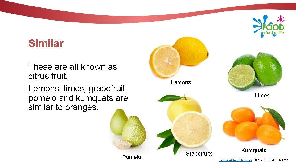 Similar These are all known as citrus fruit. Lemons, limes, grapefruit, pomelo and kumquats