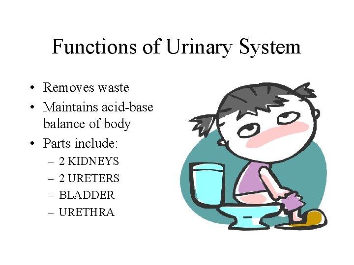 Functions of Urinary System • Removes waste • Maintains acid-base balance of body •