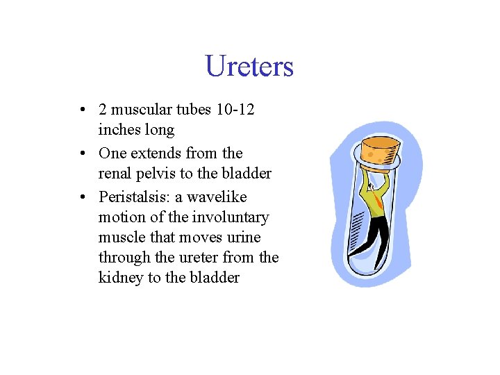 Ureters • 2 muscular tubes 10 -12 inches long • One extends from the