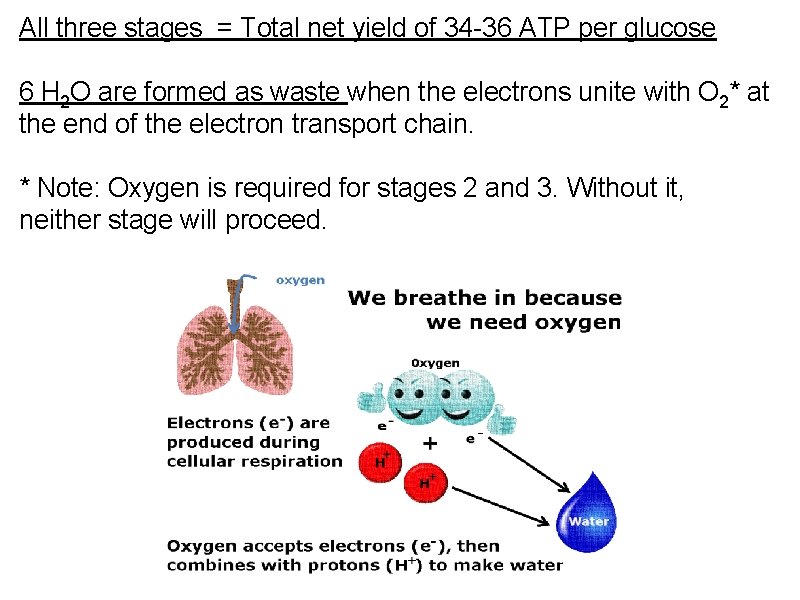 All three stages = Total net yield of 34 -36 ATP per glucose 6