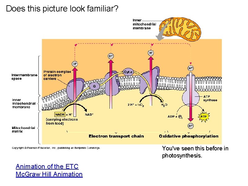 Does this picture look familiar? You've seen this before in photosynthesis. Animation of the