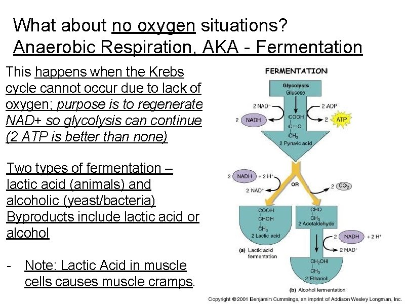 What about no oxygen situations? Anaerobic Respiration, AKA - Fermentation This happens when the