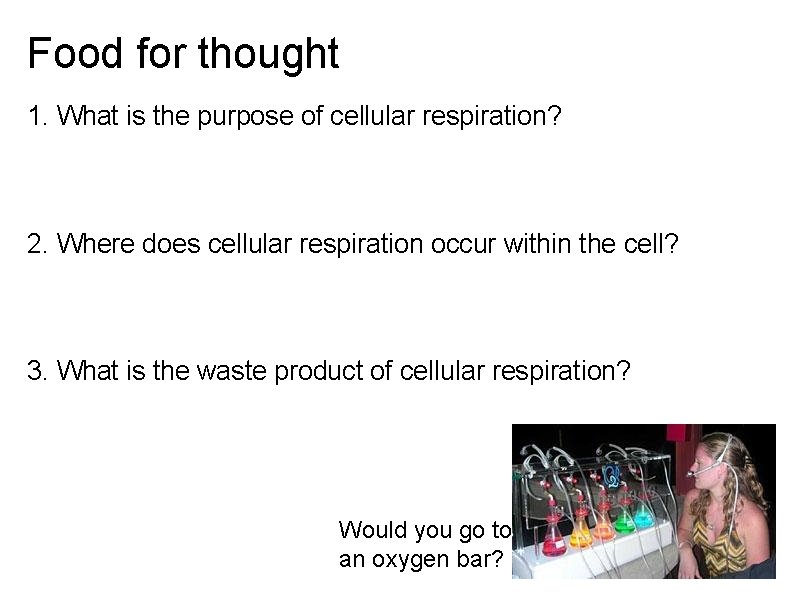 Food for thought 1. What is the purpose of cellular respiration? 2. Where does