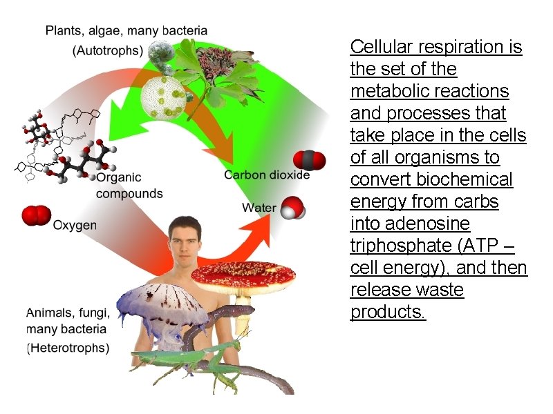 Cellular respiration is the set of the metabolic reactions and processes that take place