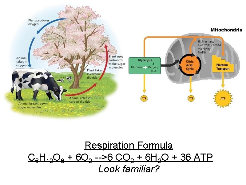 Respiration Formula C 6 H 12 O 6 + 6 O 2 -->6 CO